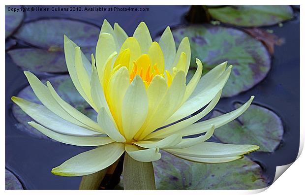 YELLOW WATER LILY Print by Helen Cullens