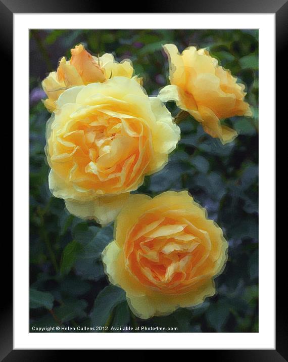 YELLOW ROSES Framed Mounted Print by Helen Cullens