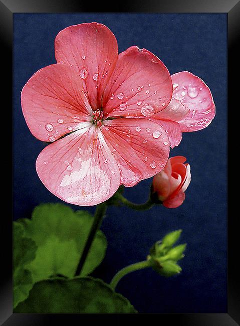 Pink Geranium Framed Print by Derek Vines