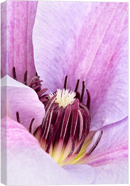Lilac Purple Clematis Canvas Print by Natalie Kinnear