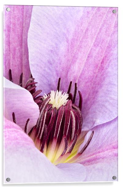 Lilac Purple Clematis Acrylic by Natalie Kinnear