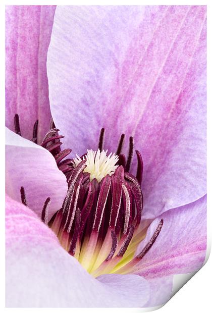 Lilac Purple Clematis Print by Natalie Kinnear