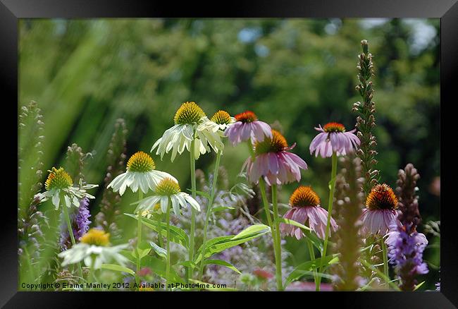 Summer Field of Wild Flower and Echinacea Flower Framed Print by Elaine Manley