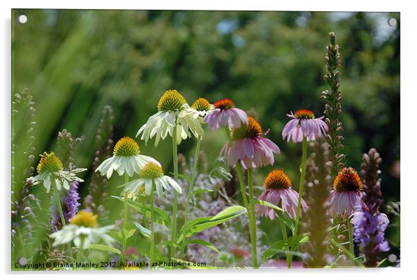 Summer Field of Wild Flower and Echinacea Flower Acrylic by Elaine Manley