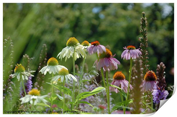 Summer Field of Wild Flower and Echinacea Flower Print by Elaine Manley