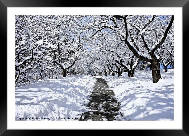 Winter Canopy Framed Mounted Print by Elaine Manley