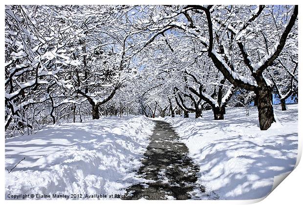 Winter Canopy Print by Elaine Manley