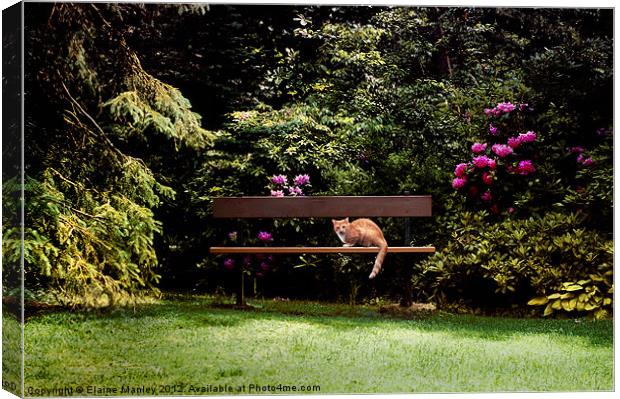The Cat in the Botanical Gardens Canvas Print by Elaine Manley