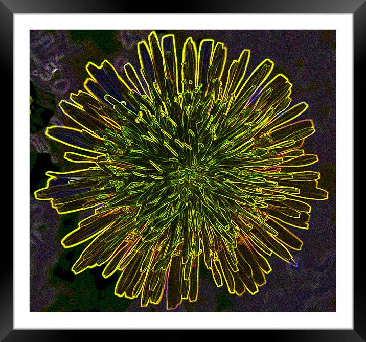 Marigold in Summer Framed Mounted Print by sean walters