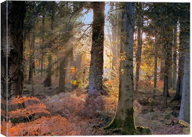 Secret Forest Canvas Print by Jane Chivers