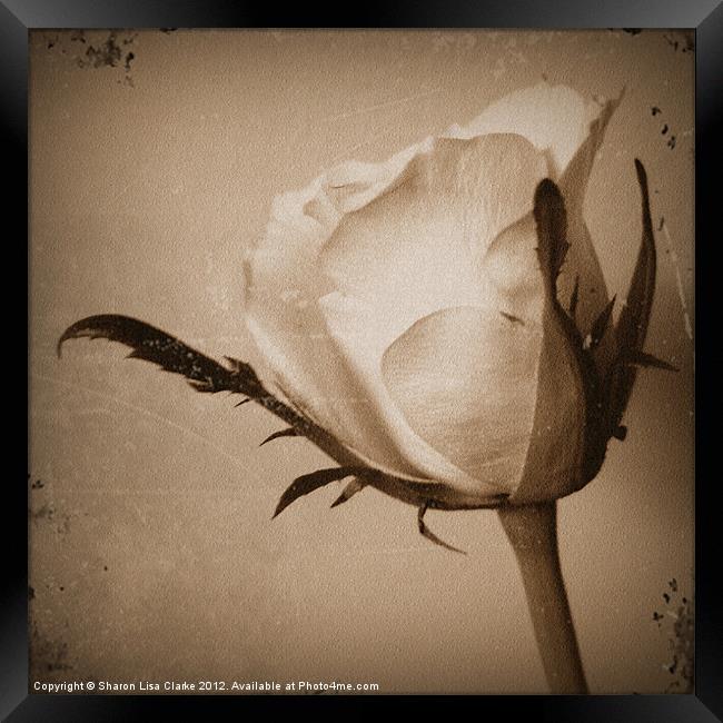 Vintage Rose Framed Print by Sharon Lisa Clarke