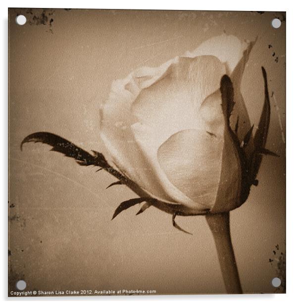 Vintage Rose Acrylic by Sharon Lisa Clarke
