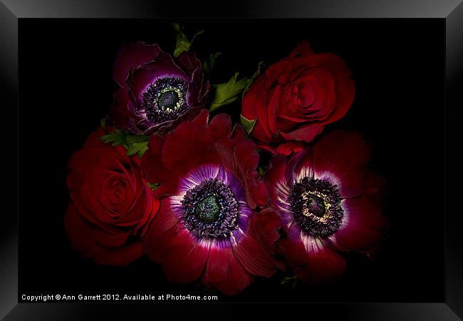 Crimson Velvet Framed Print by Ann Garrett