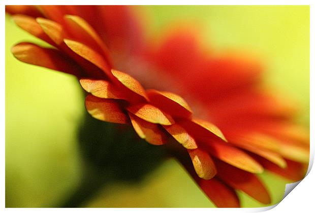 Orange Gerbera Flower Wall Art Print by Natalie Kinnear