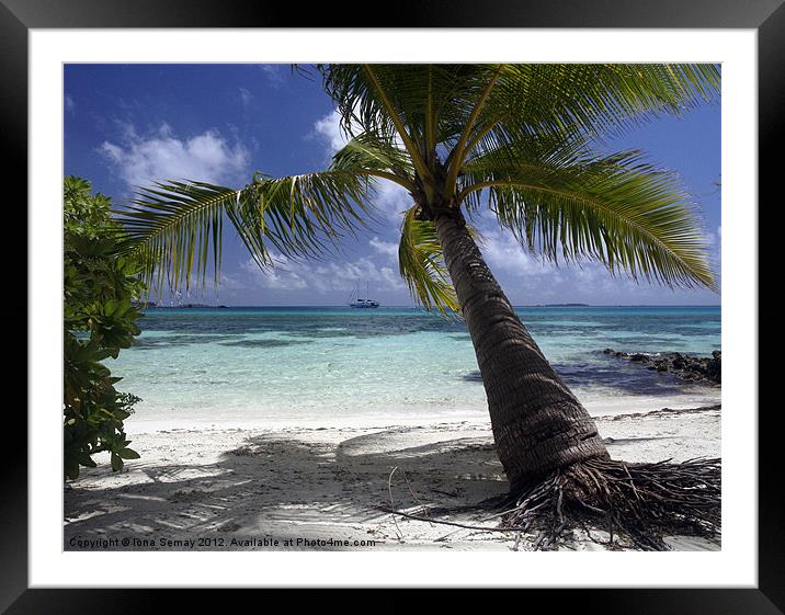 Palm tree Framed Mounted Print by Iona Semay