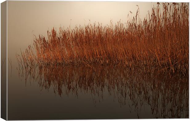 Reed Reflection Canvas Print by Canvas Landscape Peter O'Connor