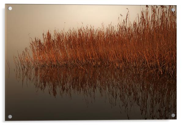Reed Reflection Acrylic by Canvas Landscape Peter O'Connor