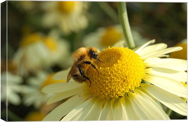 Wimpole Bee Canvas Print by Mike Stevens
