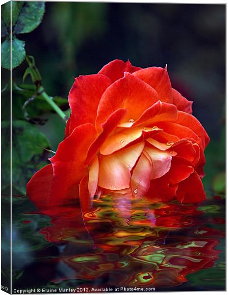 Orange Beauty Rose Flower Canvas Print by Elaine Manley