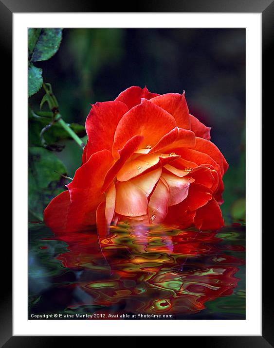 Orange Beauty Rose Flower Framed Mounted Print by Elaine Manley