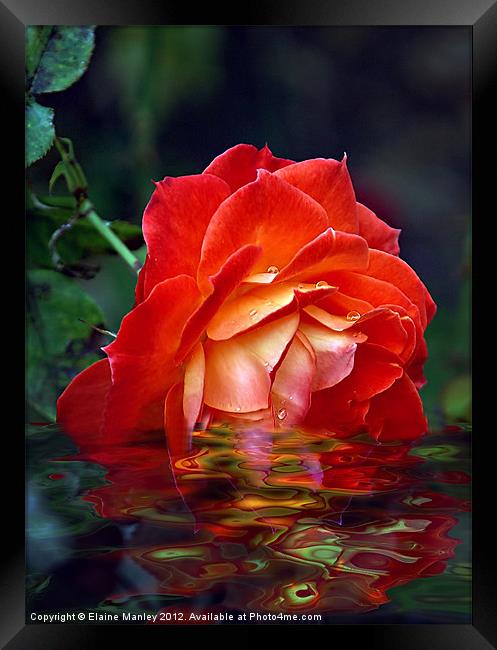 Orange Beauty Rose Flower Framed Print by Elaine Manley