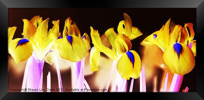 Negative Irises Framed Print by Sharon Lisa Clarke