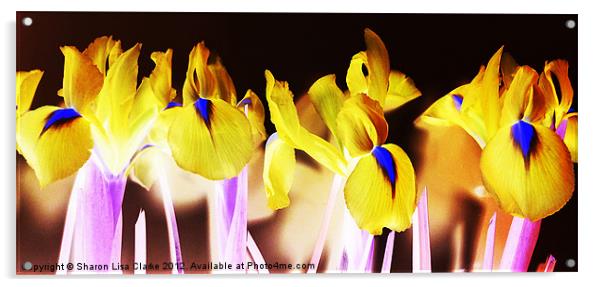 Negative Irises Acrylic by Sharon Lisa Clarke