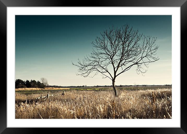 Lonely Tree Framed Mounted Print by Stephen Mole