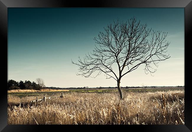 Lonely Tree Framed Print by Stephen Mole