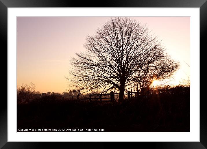 Tree with Sunset Framed Mounted Print by Elizabeth Wilson-Stephen