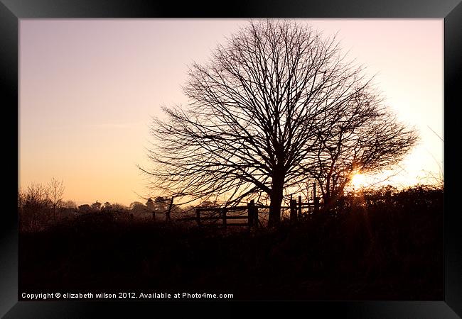 Tree with Sunset Framed Print by Elizabeth Wilson-Stephen