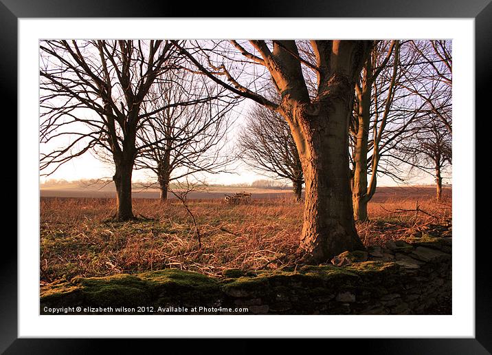 Sunlight on Trees Framed Mounted Print by Elizabeth Wilson-Stephen