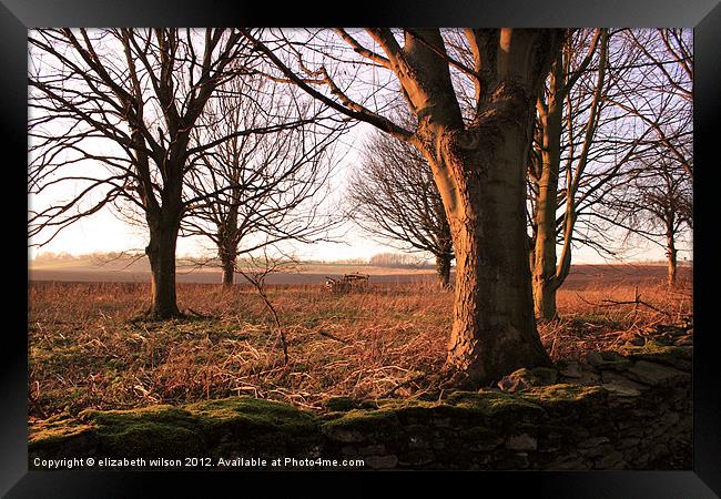 Sunlight on Trees Framed Print by Elizabeth Wilson-Stephen