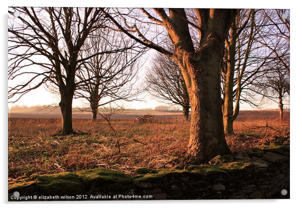 Sunlight on Trees Acrylic by Elizabeth Wilson-Stephen