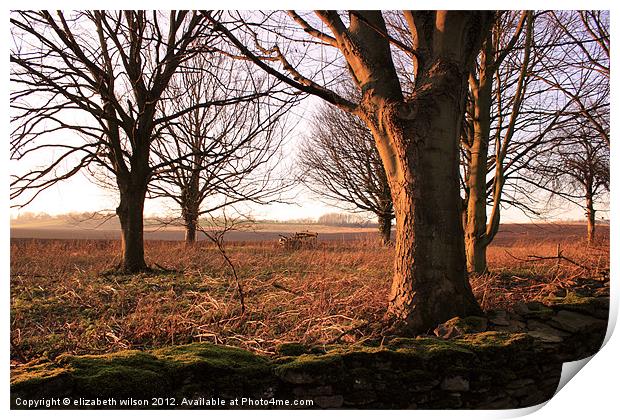 Sunlight on Trees Print by Elizabeth Wilson-Stephen