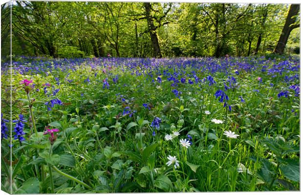 Bluebell woods Canvas Print by Gary Eason