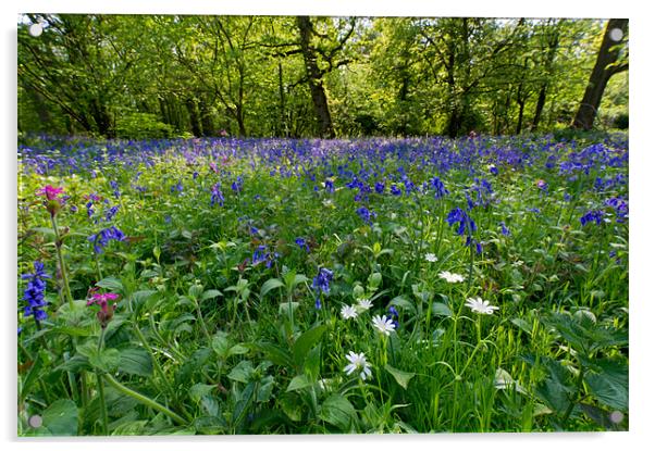 Bluebell woods Acrylic by Gary Eason