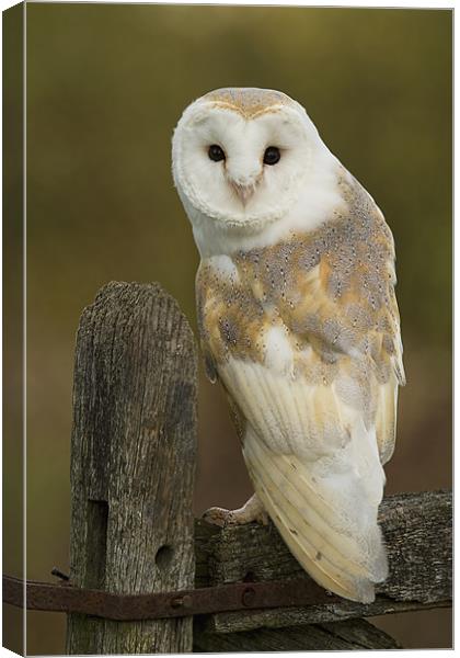 Barn Owl Canvas Print by Val Saxby LRPS