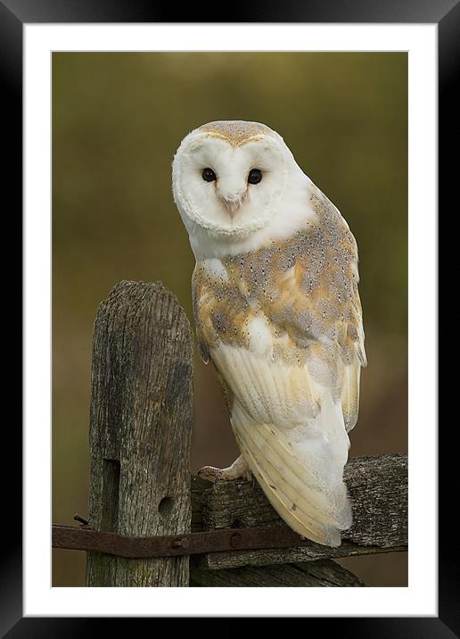 Barn Owl Framed Mounted Print by Val Saxby LRPS