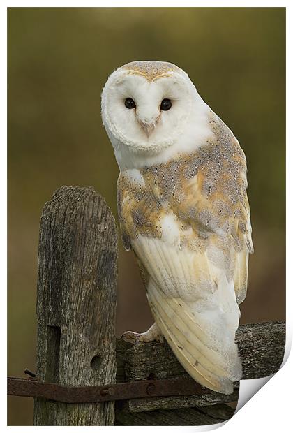 Barn Owl Print by Val Saxby LRPS