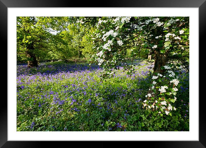 Bluebells and may Framed Mounted Print by Gary Eason