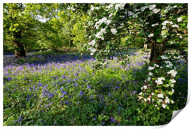 Bluebells and may Print by Gary Eason