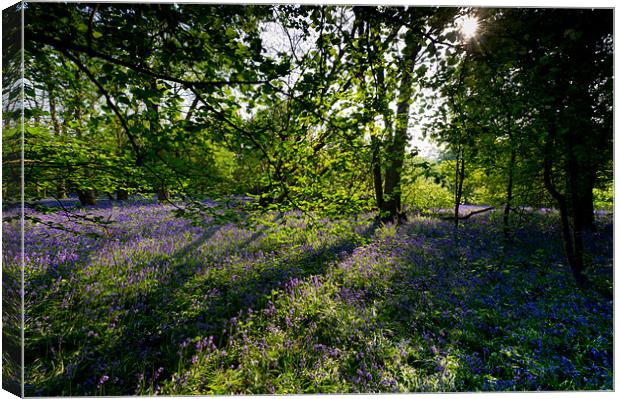 Sunlit bluebells Canvas Print by Gary Eason