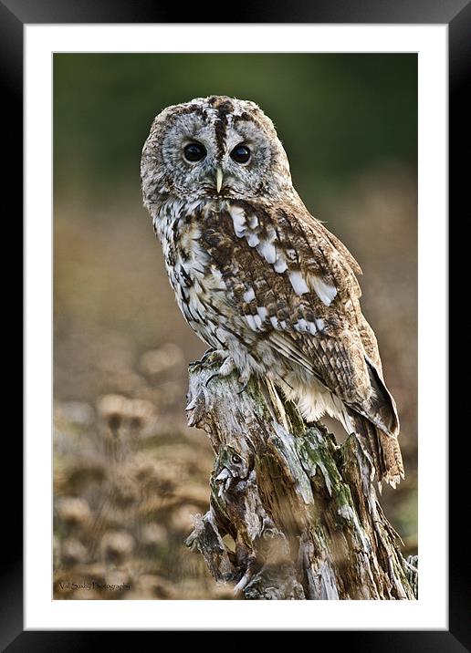 Tawny Stare Framed Mounted Print by Val Saxby LRPS
