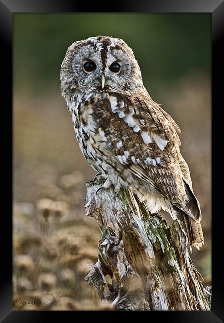 Tawny Stare Framed Print by Val Saxby LRPS