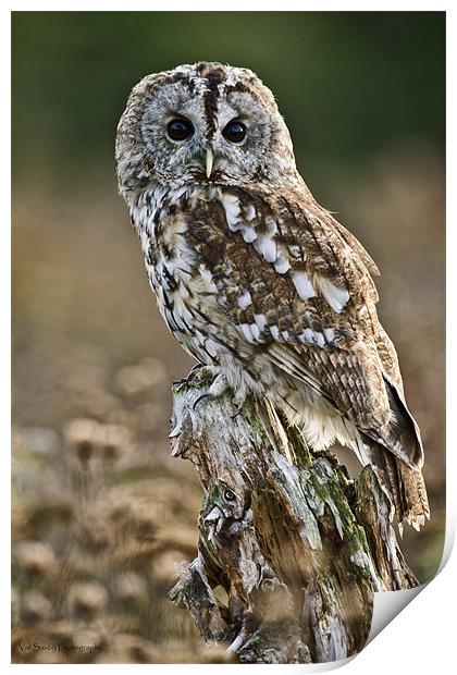 Tawny Stare Print by Val Saxby LRPS
