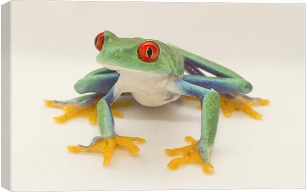 Red Eyed Tree Frog Canvas Print by Val Saxby LRPS