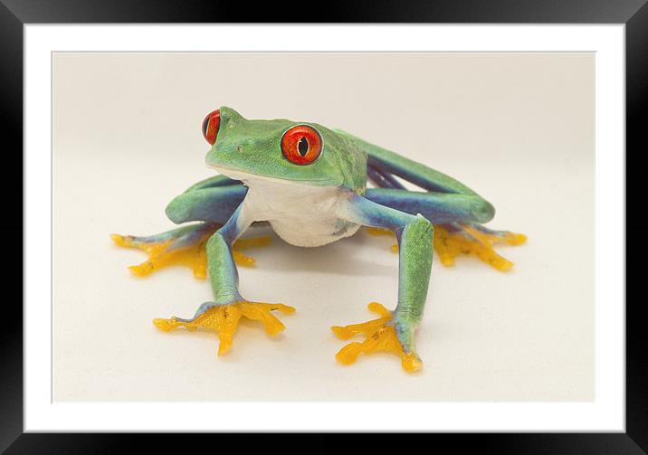 Red Eyed Tree Frog Framed Mounted Print by Val Saxby LRPS