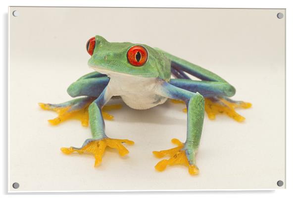 Red Eyed Tree Frog Acrylic by Val Saxby LRPS