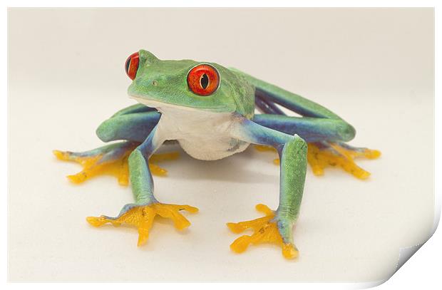 Red Eyed Tree Frog Print by Val Saxby LRPS